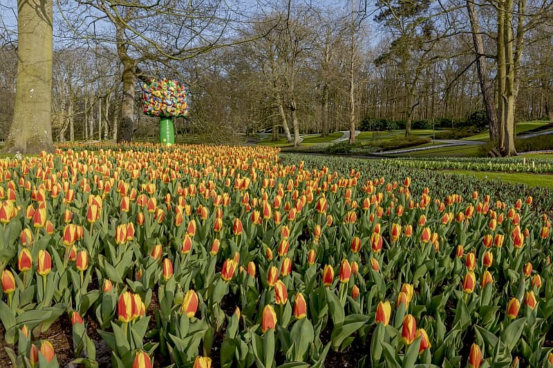 Tulips at Keukenhof Gardens