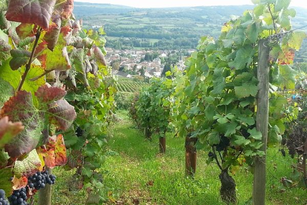 The vineyards of the increasingly celebrated village of Santenay