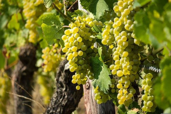 White Wine grapes of Sancerre