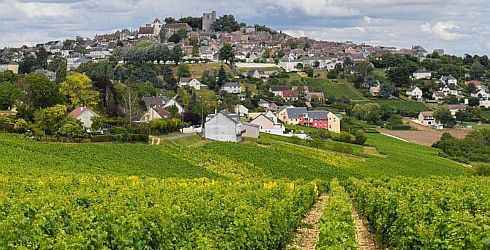 Sancerre and Loire Vines