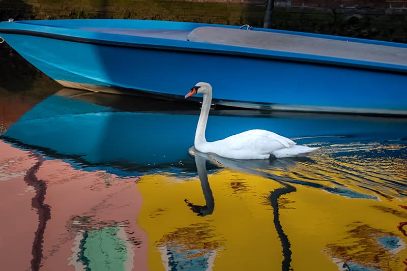 Swan and reflections in Burano by Rose Palmer-Sungail