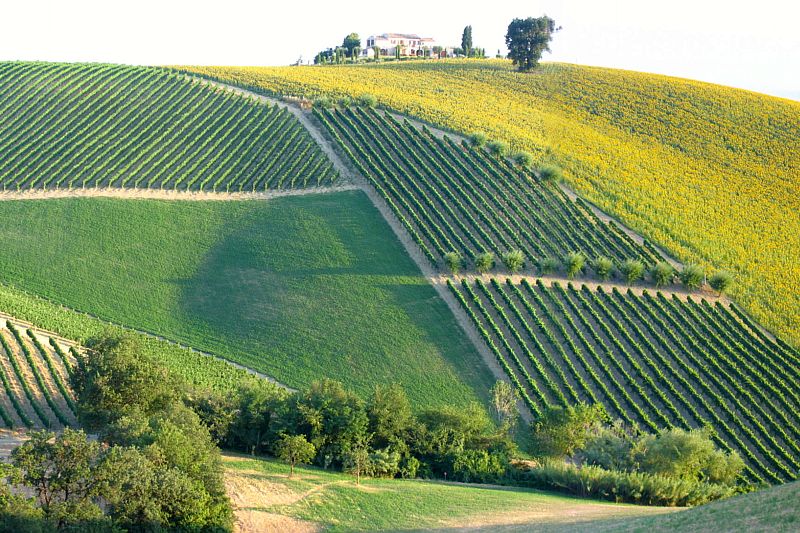 Marche wine region