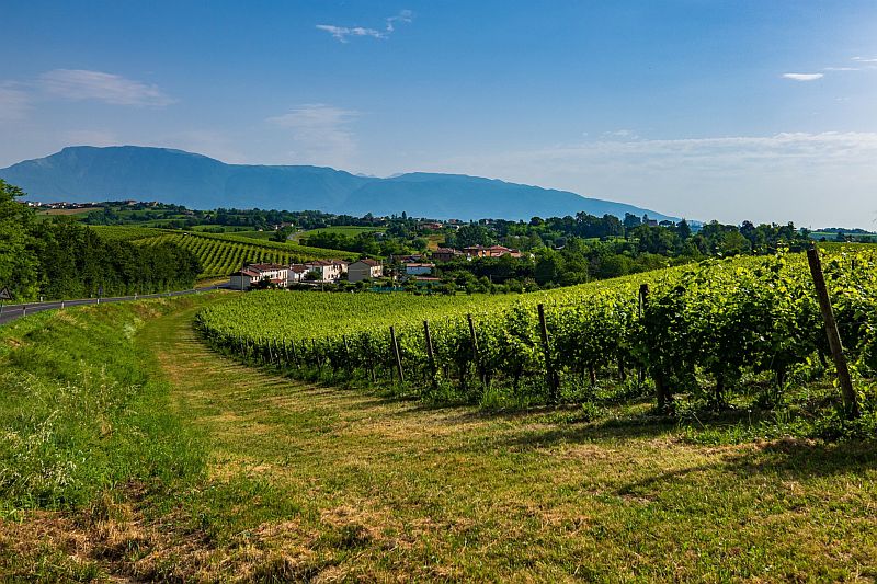 Veneto Wine Region