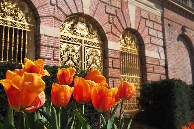 Tulips outside Clivden House