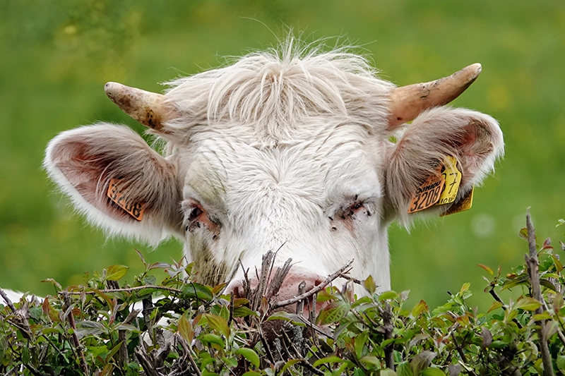 Charoilais Cattle by Jo Castro