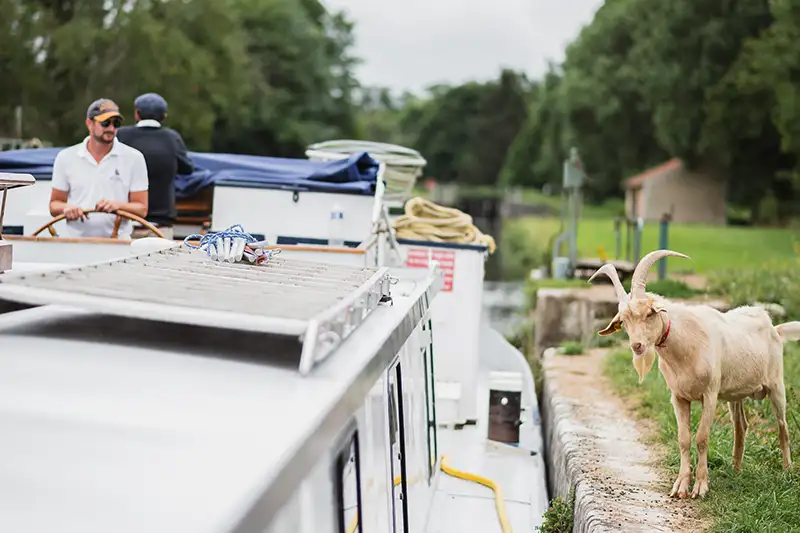 Goats by hotel barge L'Art de Vivre