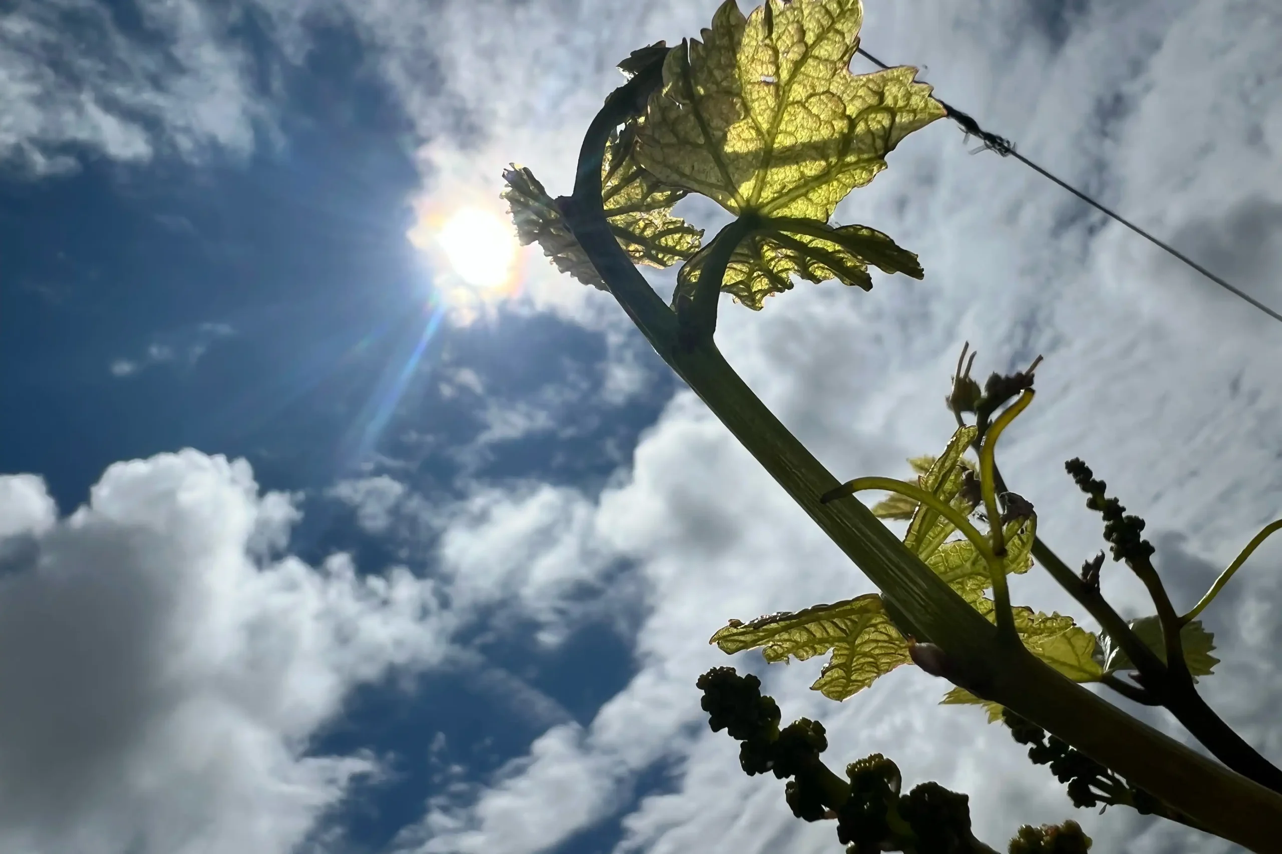 Vines under the sun