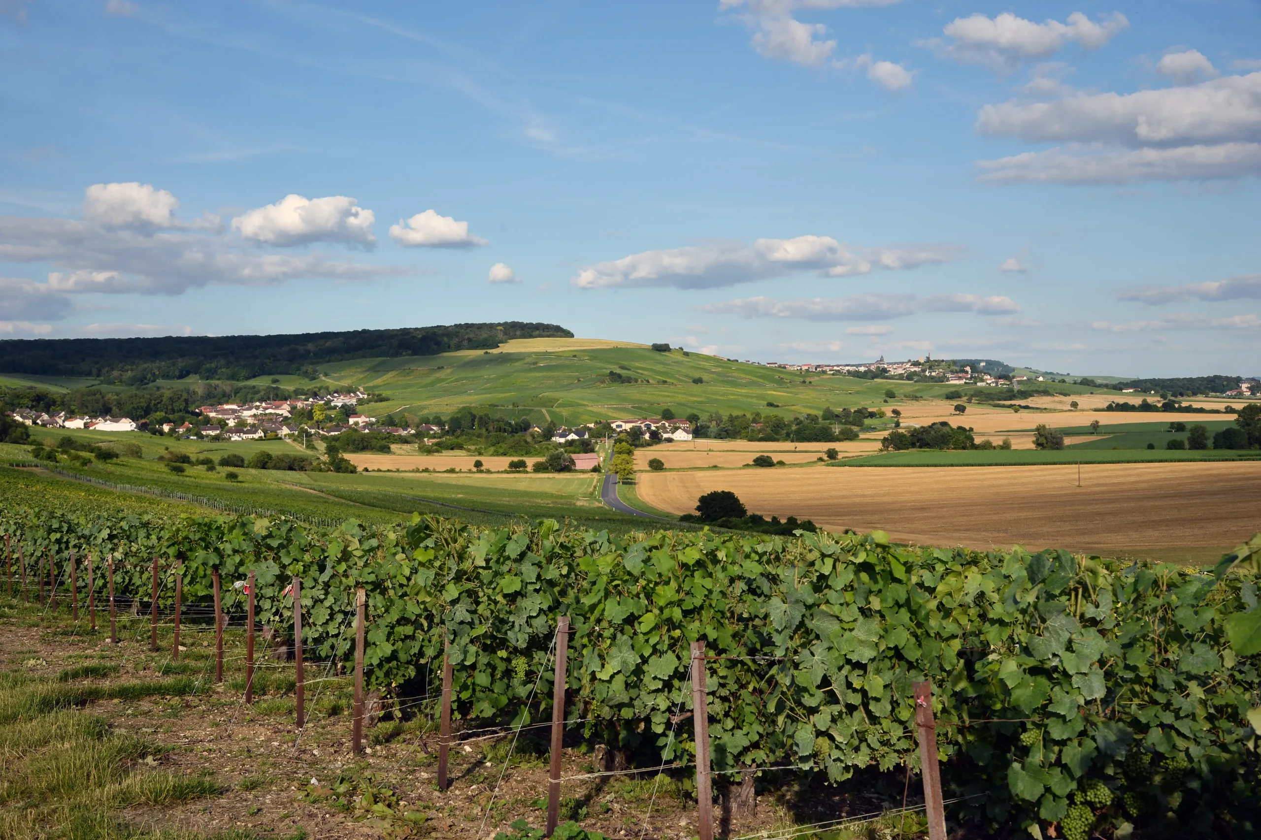 Rolling vineyards of Champagne