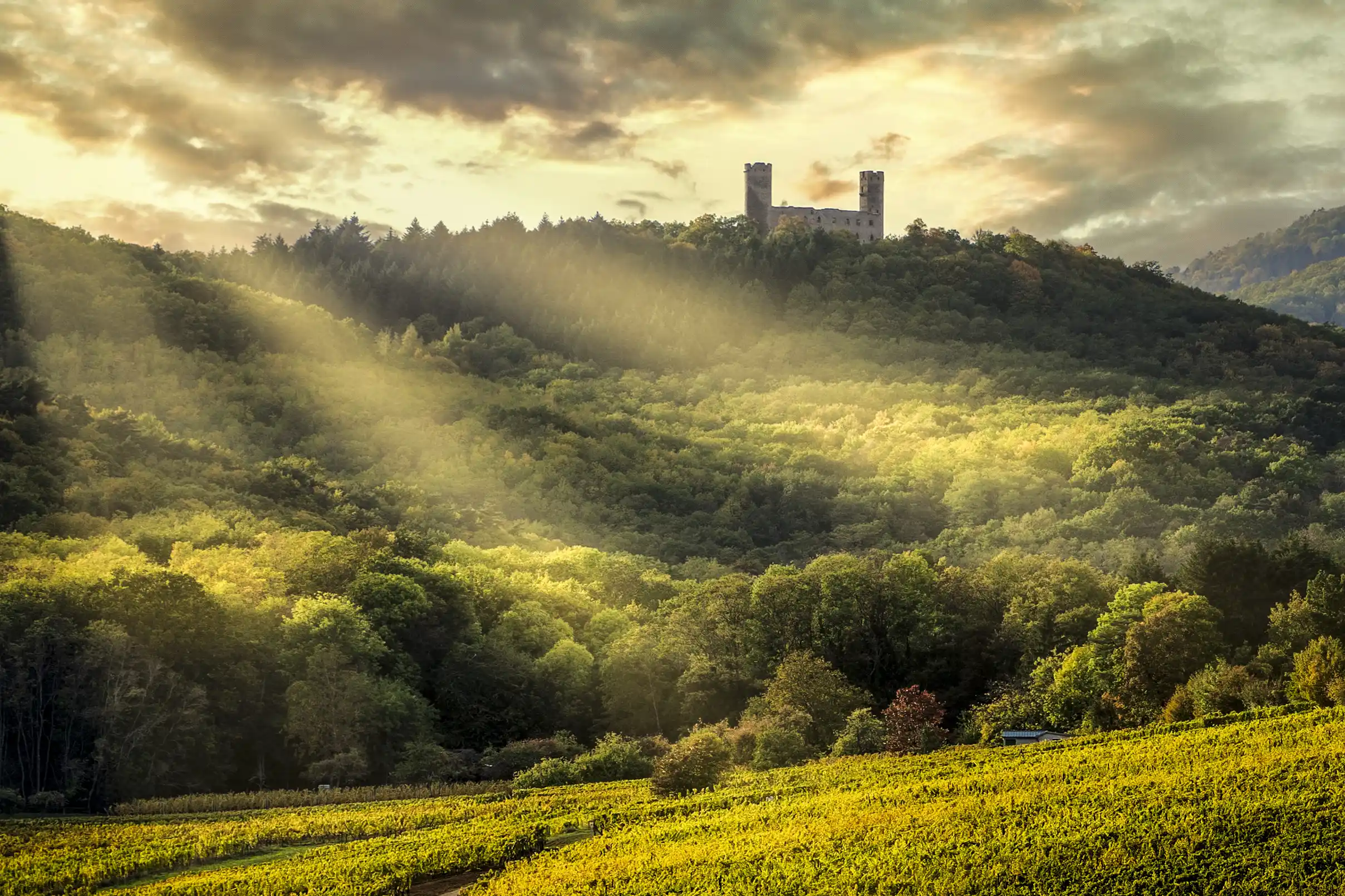 Views up to the Château Haut-Barr