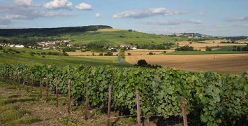 Rolling vineyards in Champagne - Marie-George Stavelot