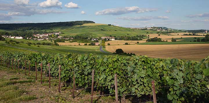 Rolling vineyards in Champagne - Marie-George Stavelot