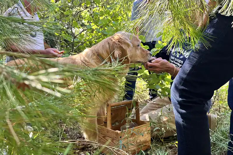 Truffle hunting at Mas d'Antonin