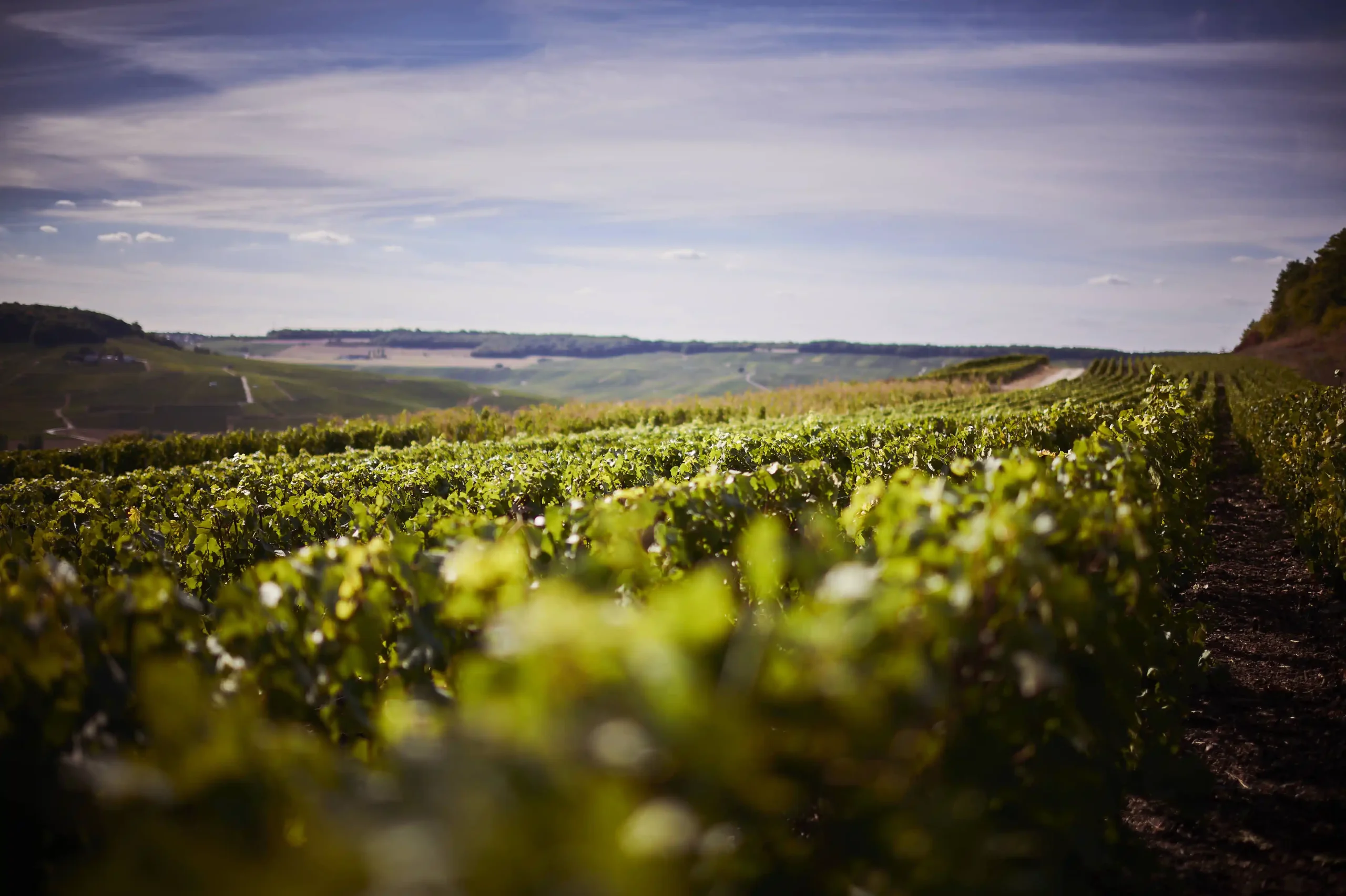 Frerejean Frères vineyard, visited aboard Kir Royale