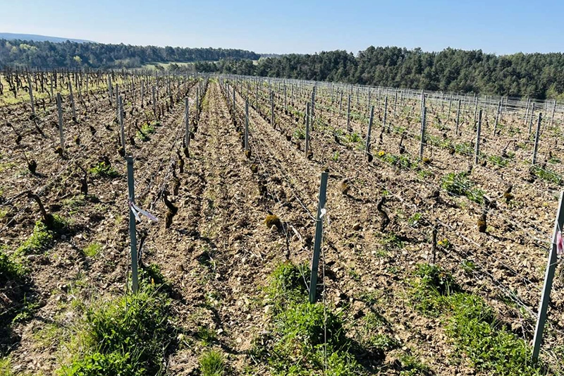 Maison Taisne Riocour champagne vineyards Maison Taisne Riocour champagne vineyards by Michael Edwards