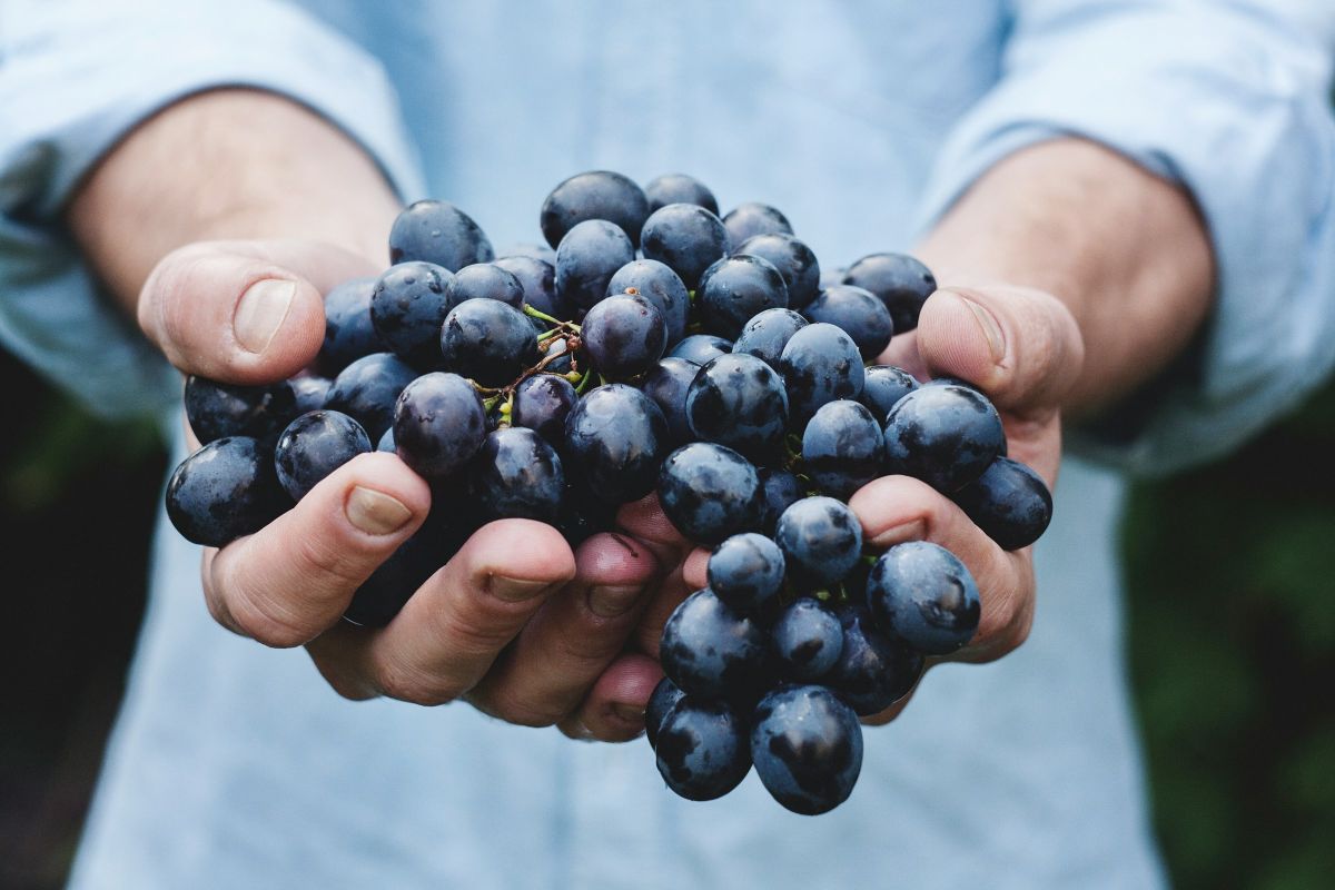 Grapes ready for winemaking