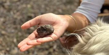 Truffles at Le Mas D'Antonin