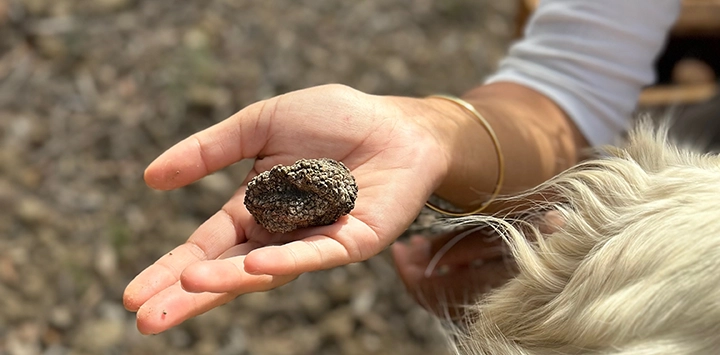 Truffles at Le Mas D'Antonin