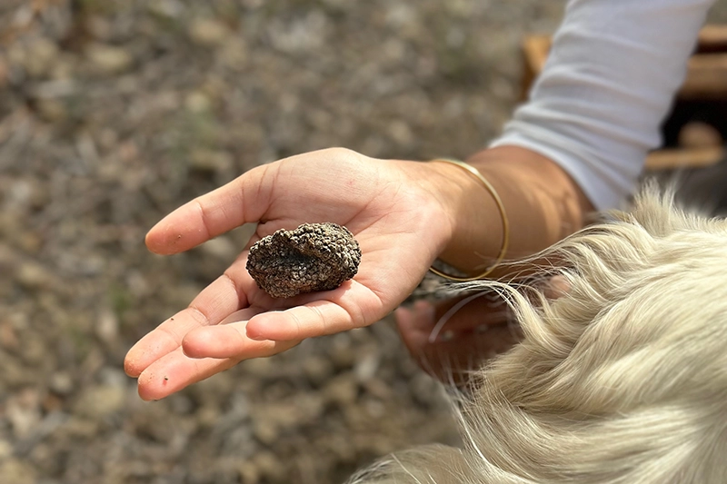 Truffle hunting demonstration at Le Mas d'Antonin Truffle hunting demonstration at Le Mas d'Antonin
