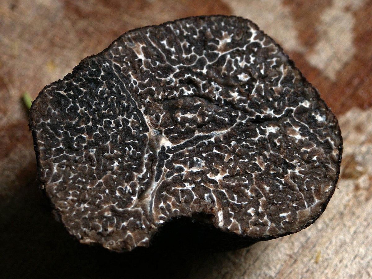 Périgord truffle Périgord truffle