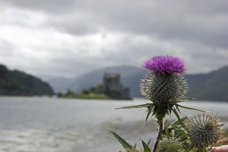 The Scottish thistle symbol of Scotland with Castle in the background