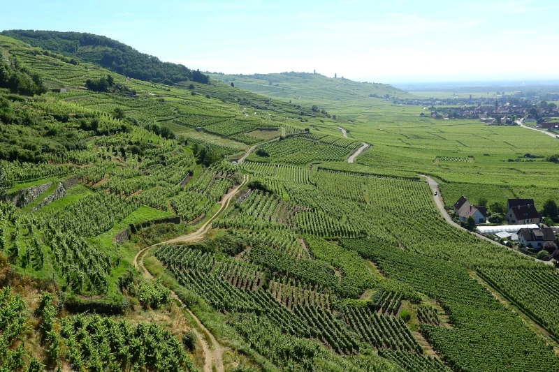 Alsace vineyards make a wonderful Cremant de Alsace sparkling wine