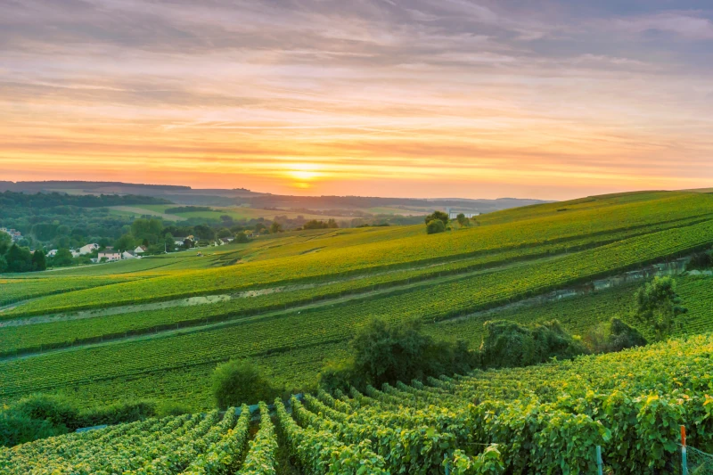 Champagne Vineyards Sunrise 800x533