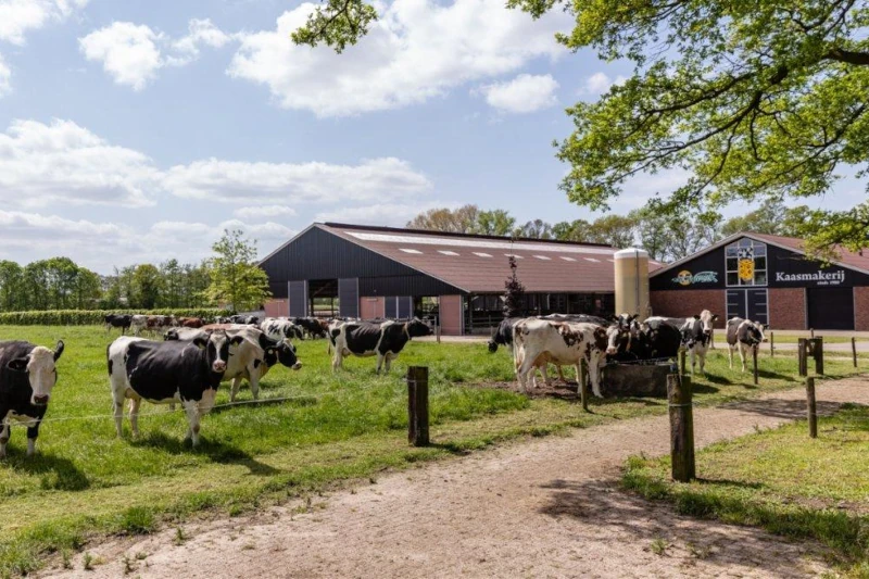 farm where they make gouda cheese