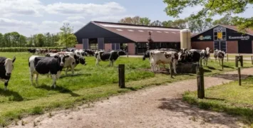 Gouda Cheese Farm Visit in Holland