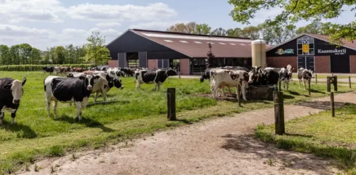 Gouda Cheese Farm Visit in Holland