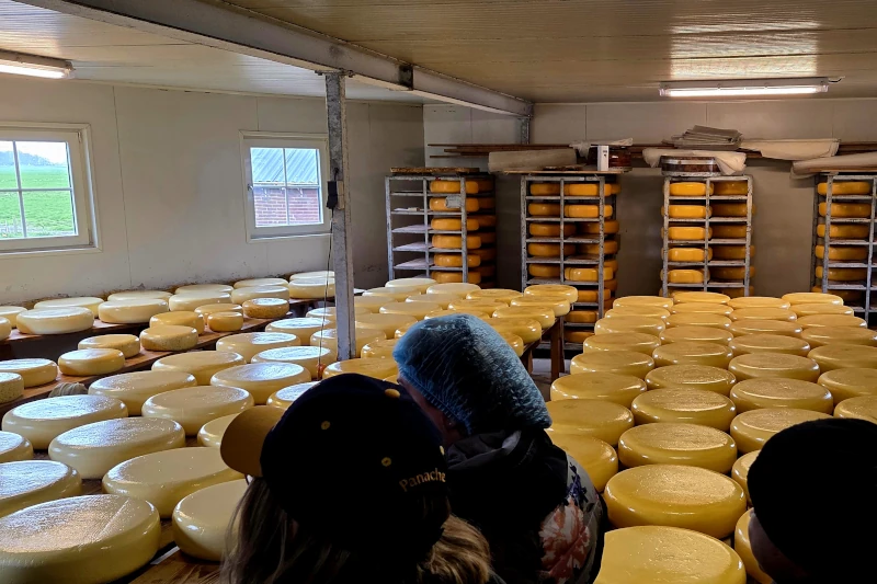 gouda cheese tasting excursion