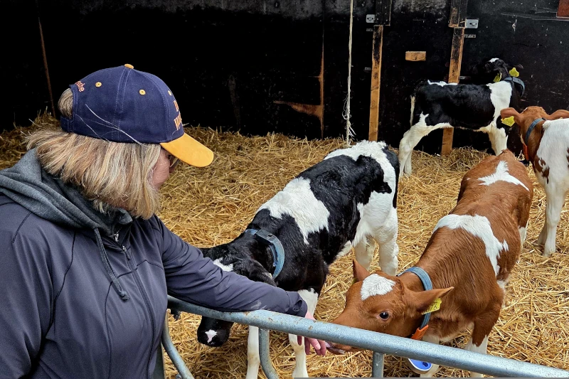 gouda cheese tasting farm in holland